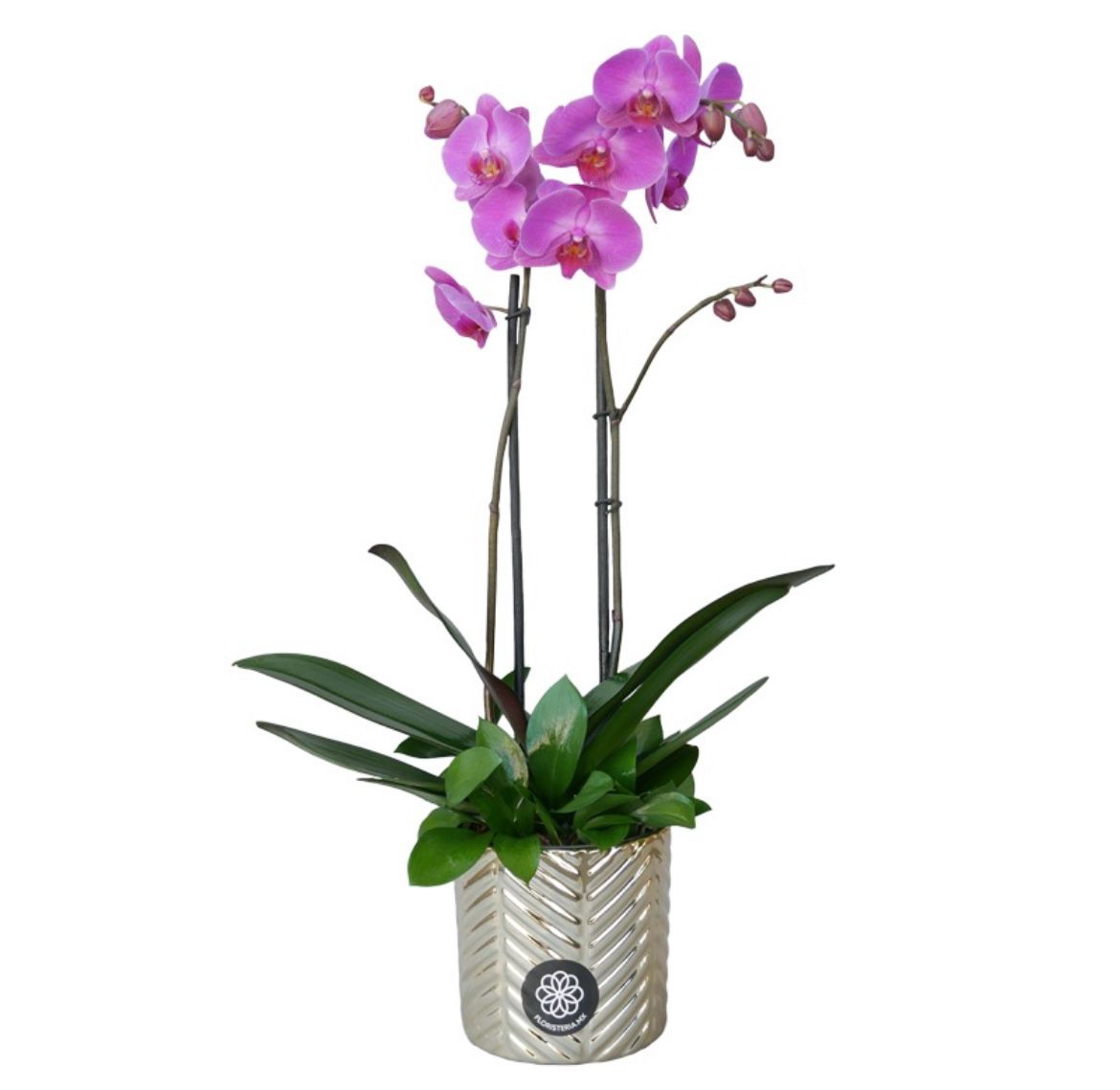 Orquídea