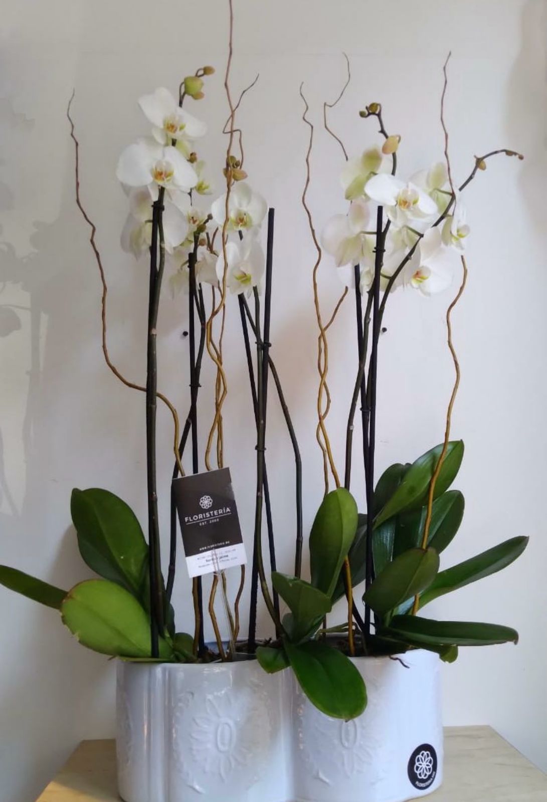 Orquídea triple
